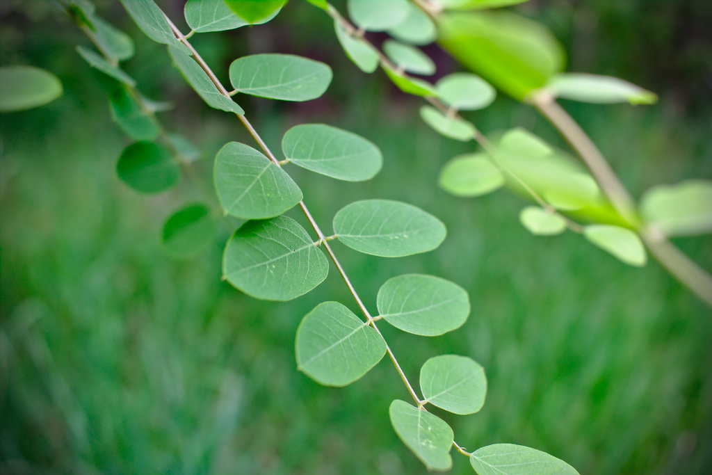 Summer Leaves